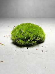 carpet moss terrarium supplies