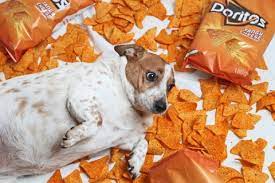 Are Mini Cheddars Good For Dogs gambar png