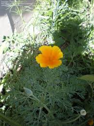 Full sun or part sun. Plant Identification Closed Yellow Orange Perennial And Soft Green Lacey Leaves 1 By Tallulah B