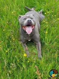 We are looking for a staffy pup, or a similar sized pup, (medium dog) but everywhere we look they are asking silly prices. Stunning Staffordshire Bull Terrier Pups Uk Pets