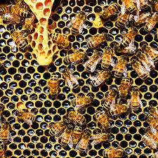 bee venom and honey in skincare