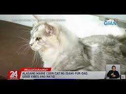 maine cat indigo in bacolod city