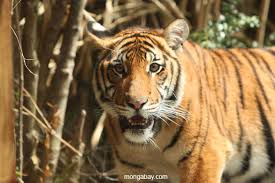 Malayan Tiger Population Plunges To Just 250 340 Individuals