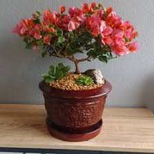 bougainvillea bonsai little miniature