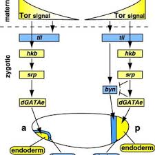 65 y/o m s/p glf with right open grade iii fx of the tibia. Schematic Model Of The Gene Regulatory Pathways Of Endoderm Download Scientific Diagram
