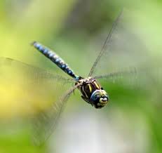 Image result for The dragonfly can reach speeds of up to 36 miles per hour.