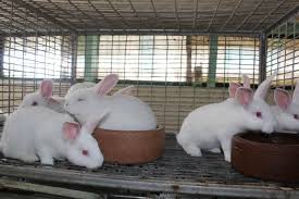 Incorporate fermented foods, and go with a probiotic supplement for at least a few weeks before and after starting meat again. 7 Ways You Can Make Money In Rabbit Farming P M News