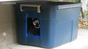 In the last month more and more cats have come indoors due to the colder weather. Feral Cat Shelter Videos Archives Lucky Ferals