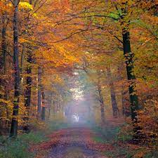 Based on the astronomical definition of seasons, yes, the autumnal equinox does mark the first day of fall (in the northern hemisphere). Fall Images Quotes In Honor Of The First Day Of Autumn