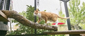 Two adventurous local cats get outdoor enclosure to protect them from nightime predators. The Cat S Meow The Humane Society Of The United States