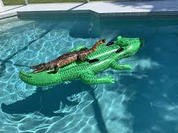 Alligator Spotted on Alligator Pool Float at Miami Airbnb | Miami New Times