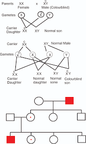 x linked recessive disorders study
