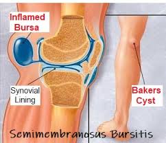 knee bursa anatomy function