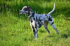 As the end of your dog's pregnancy. 10 Things Every Dalmatian Owner Should Know
