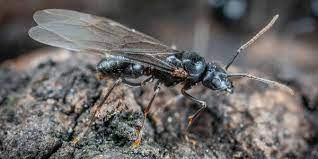 ants with wings flying ants how to