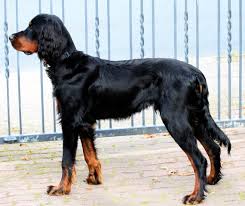 Originating in scotland and england in the 1600s, gordon setters hunted grouse . Albert Gordon Setter Sucht Ein Neues Zuhause Gesas Hundeschule