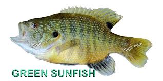 The Identification Of Panfish