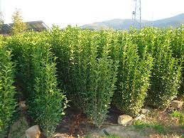 Живи плетове могат да се изграждат практически от почти всички дървета и храсти срещани у нас. Zhiv Plet Ligustrum V Gradinski Cvetya I Rasteniya V Gr Velingrad Id26569553 Bazar Bg