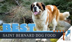 6 Best Saint Bernard Dog Foods Plus Top Brands For Puppies