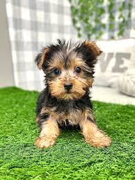 ace upbeat male toy yorkie puppy for