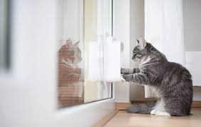 Cat Flap Installation Cost Guide