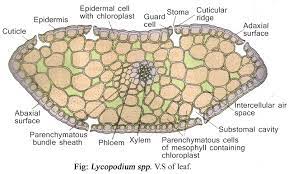 lycopodium clification structure
