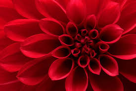 red dahlia flowers images browse 109