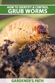 how to identify and control white grubs