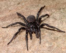 What are Funnel-Web Spiders and How to Control in Your Garden
