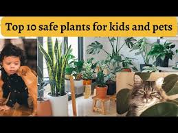 Pet Safe Plants Child Safe Indoor
