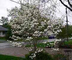 Ornamental pear trees have become very popular zone 5 flowering trees. 5 Best Ornamental Trees For Ontario Dutchman S Landscaping