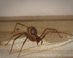 Brown recluse spider venomous spider
