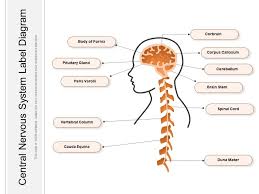 The central nervous system is the part of the nervous system consisting primarily of the brain and spinal cord. Central Nervous System Label Diagram Powerpoint Slides Diagrams Themes For Ppt Presentations Graphic Ideas