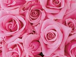 pink rose flower expression
