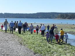How To Muck About For Clams On Puget Sound Beaches