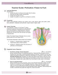 Use the gizmo to answer the following questions in the yellow boxes part 1: Teacher Guide Pollination Flower To Fruit Pages 1 3 Flip Pdf Download Fliphtml5