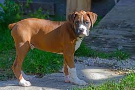 how to put weight on a boxer dog the