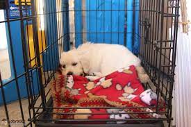 blanket over my puppy s crate