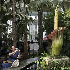 saving corpse flowers from being inbred