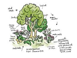 100 perennial vegetables and how they