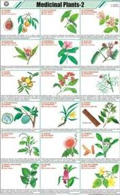 Medicinal Plants Ii Chart Manufacturer Supplier Exporter