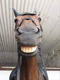 Who knew when i told this horse to smile, he would, the photographer shared on her photos in a facebook post earlier this month, adding that it was the best maternity shoot ever. Random Pictures Of The Day 42 Pics Funny Horses Cute Horses Funny Horse Pictures