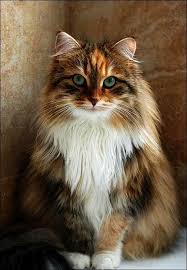Remarkable > Beautiful Cats Wallpaper #valuable | Gorgeous cats, Beautiful  cats, Pretty cats