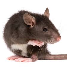 Pest Advice For Controlling Brown Rats