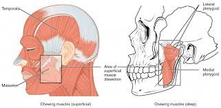 Return to the master muscle list home page. Axial Muscles Of The Head Neck And Back Anatomy And Physiology I