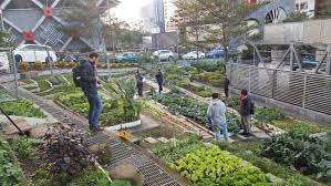 Edible Gardens In Compact Cities