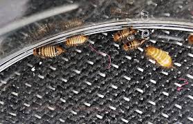 what causes carpet beetles storables
