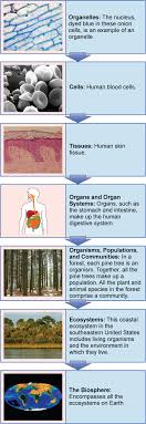 1 2 Themes And Concepts Of Biology Texas Gateway