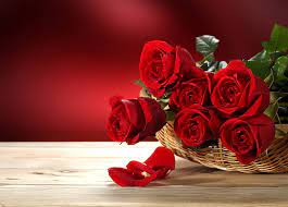 hd wallpaper red rose flowers