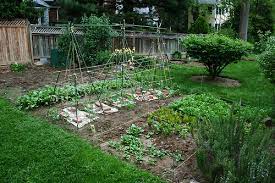 Growing Backyard Produce
